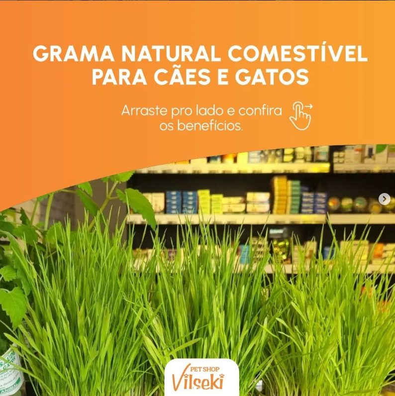 Grama natural comestível